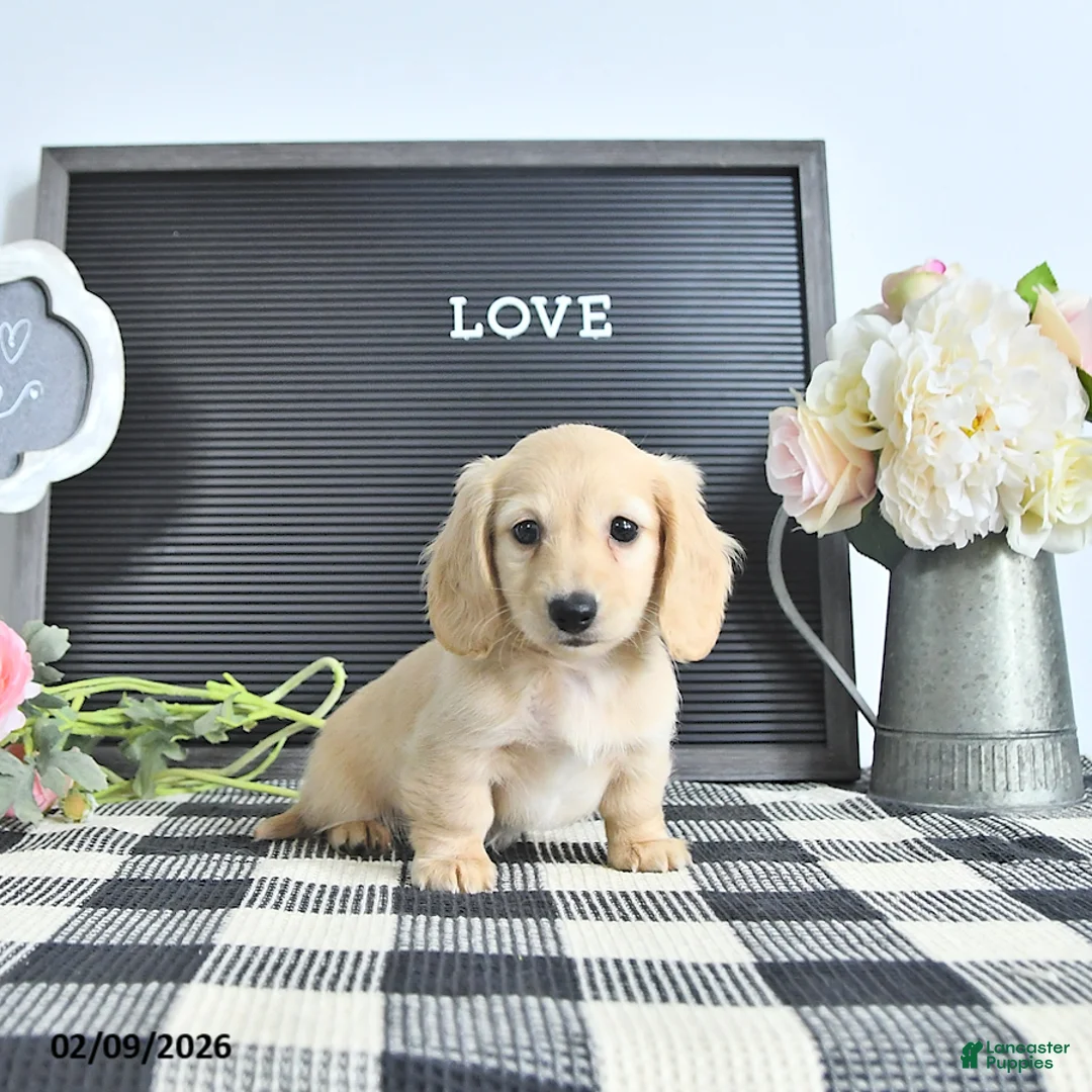 Miniature Dachshund dogs for sale: Lydia - Ad 3