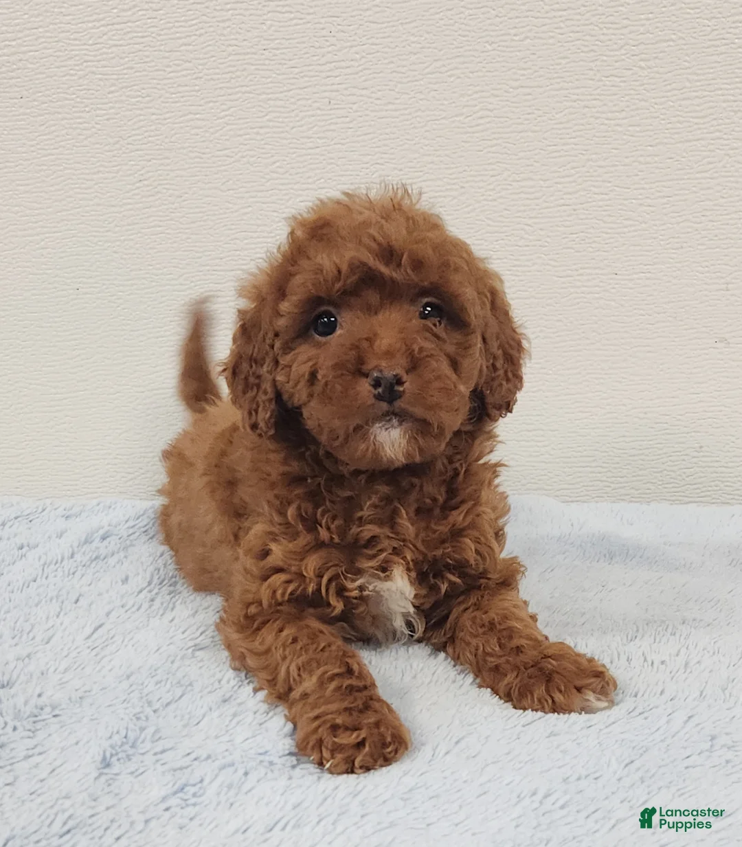 Mini Goldendoodle dogs for sale: Rover - Ad 7