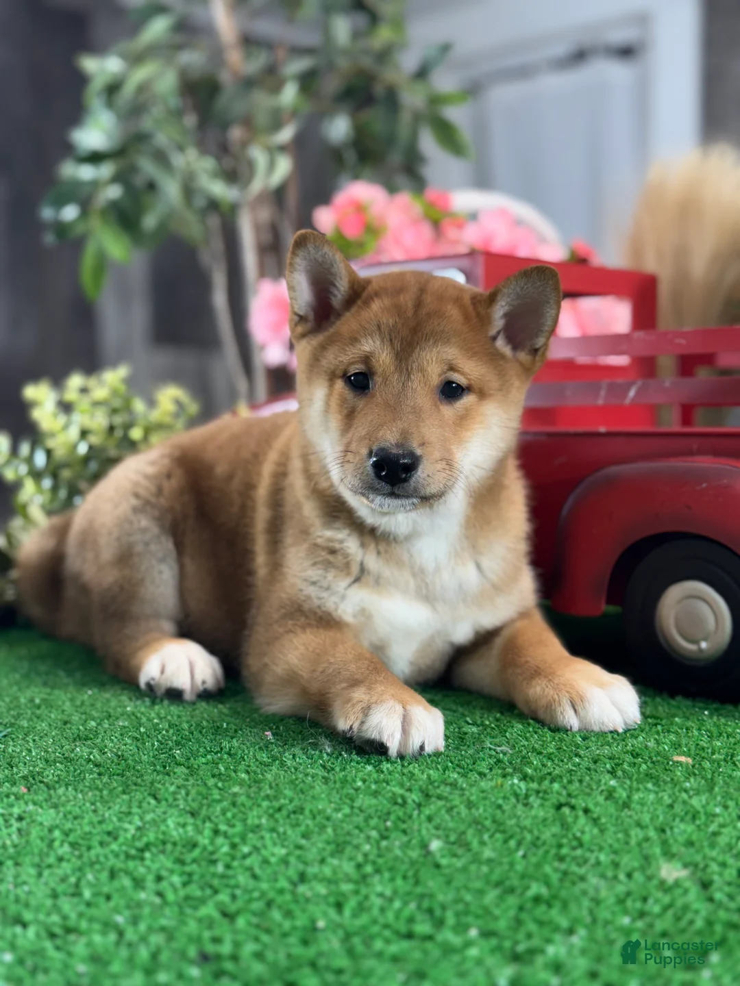 Shiba Inu dogs for sale: Indian  - Ad 1