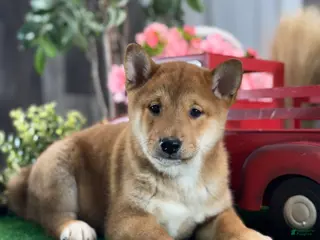 Shiba Inu dogs Indian - Ad 36