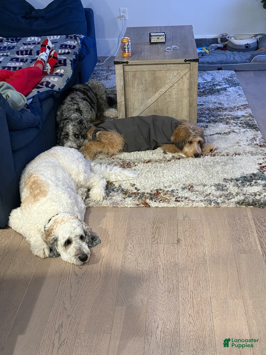 Double Doodle dogs for sale: Enzo- Doodle mix Puppy - Ad 2