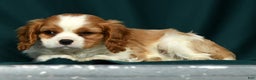 Cavalier King Charles Spaniel dogs for sale: Conrad - Ad 7