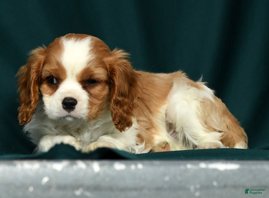 Cavalier King Charles Spaniel dogs for sale: Conrad - Ad 7