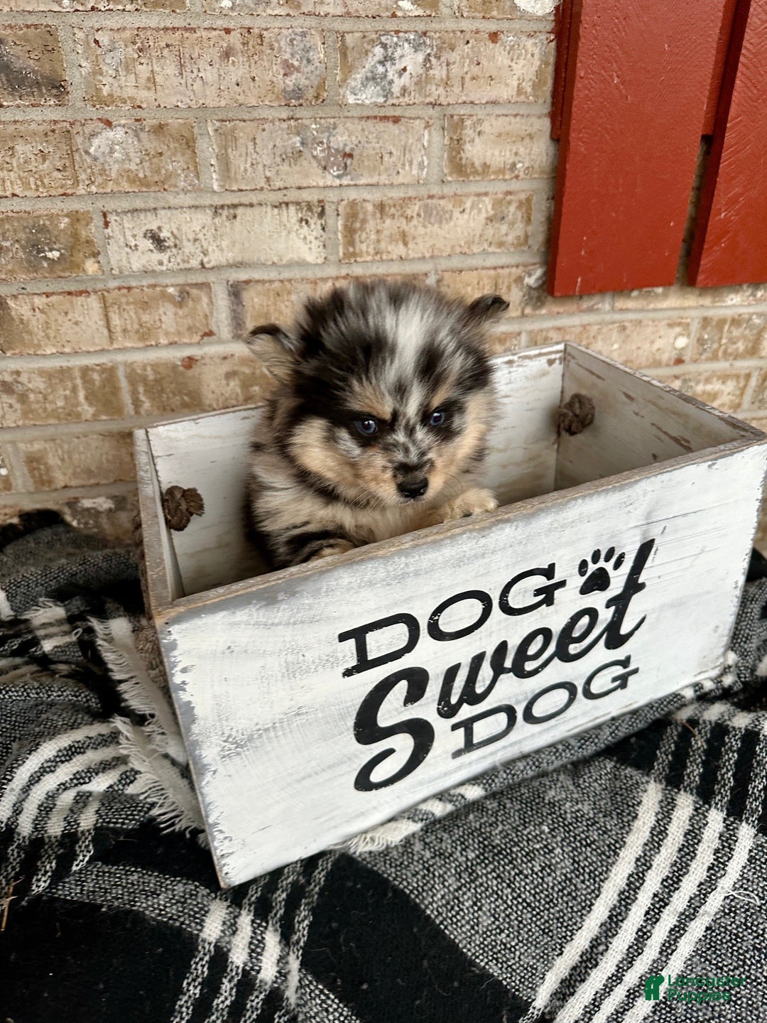 Pomsky dogs for sale: Mini Pomsky Lilly - Ad 4