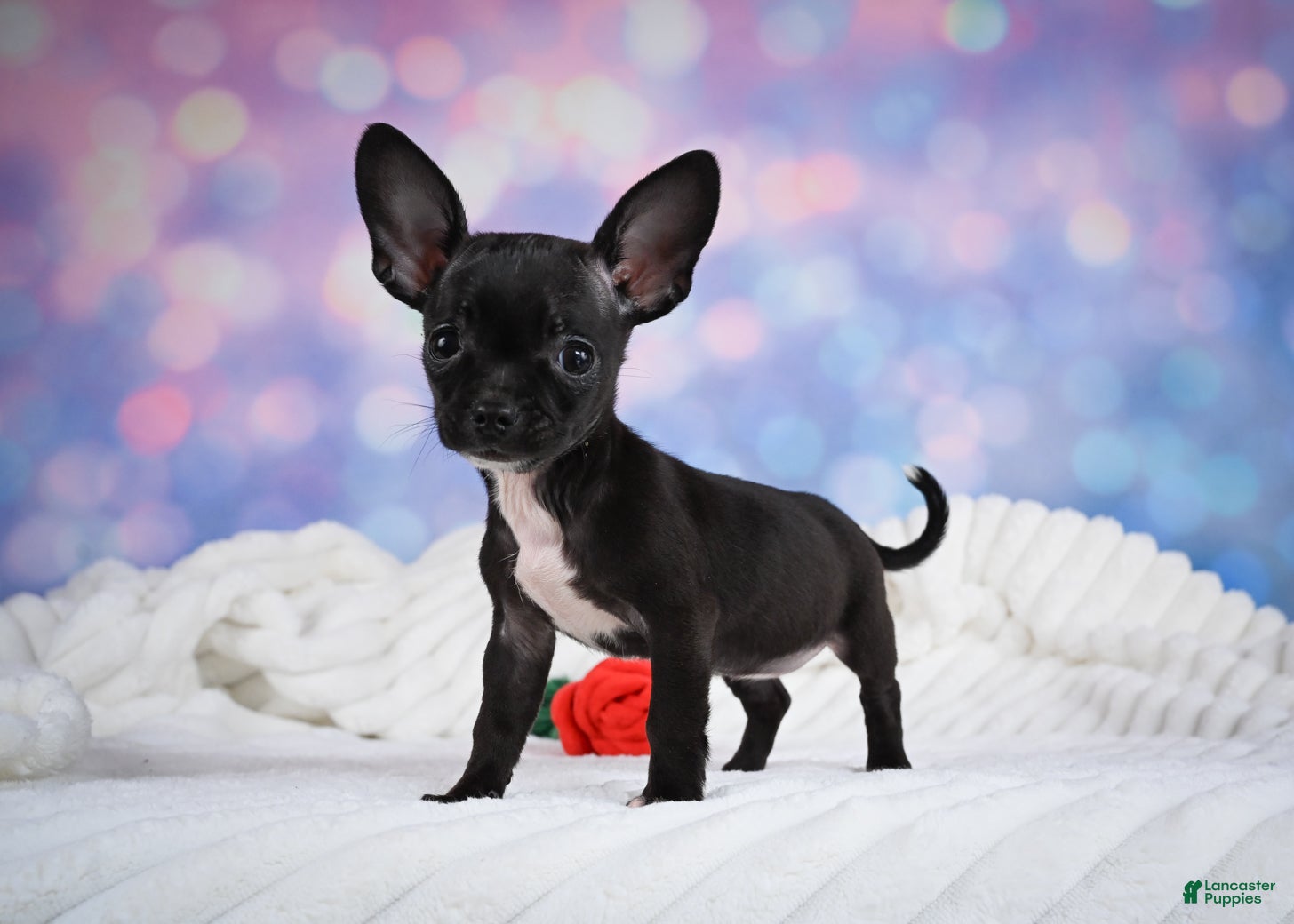 Chihuahua dogs Becko - Ad 1