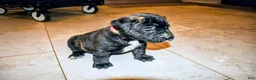 Presa Canario dogs for sale: Ms Pink - Ad 9