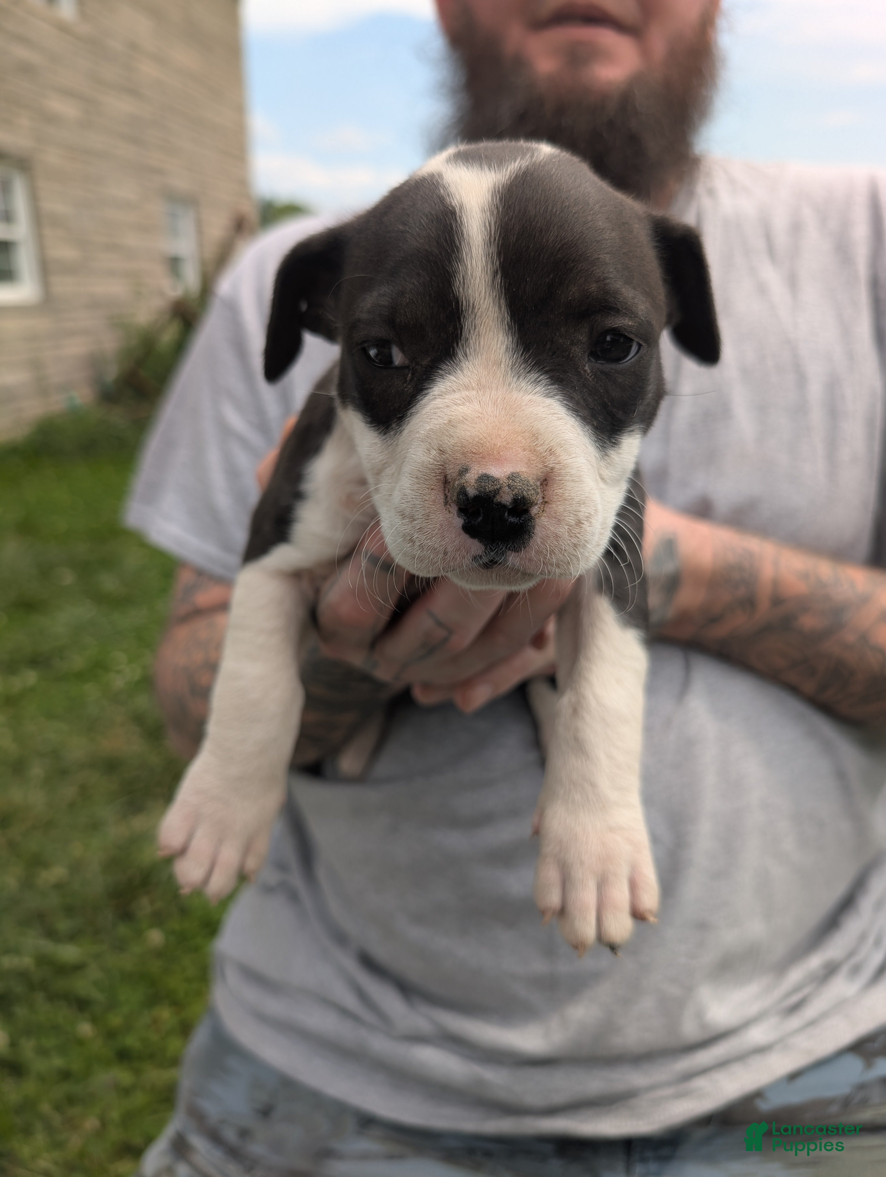 American Pit Bull Terrier dogs American Pit Bull Terrier Puppy 4 - Ad 6