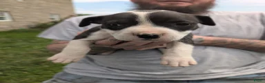 American Pit Bull Terrier Puppy 4