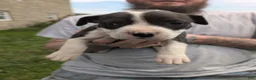 American Pit Bull Terrier dogs for sale: American Pit Bull Terrier Puppy 4 - Ad 1