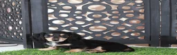 Miniature Dachshund dogs for sale: Molly Beautiful Blk/tan Mini LH Dachshund - Ad 3