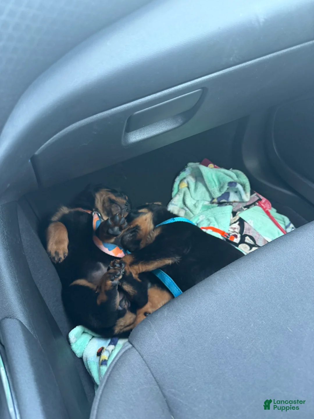 Rottweiler dogs for sale: Rottweiler 2 - Ad 2