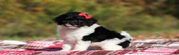 Miniature Poodle dogs for sale: Jillie (AKC) - Ad 3