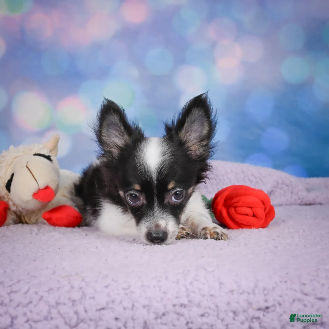 Chihuahua dogs for sale: winston - Ad 2