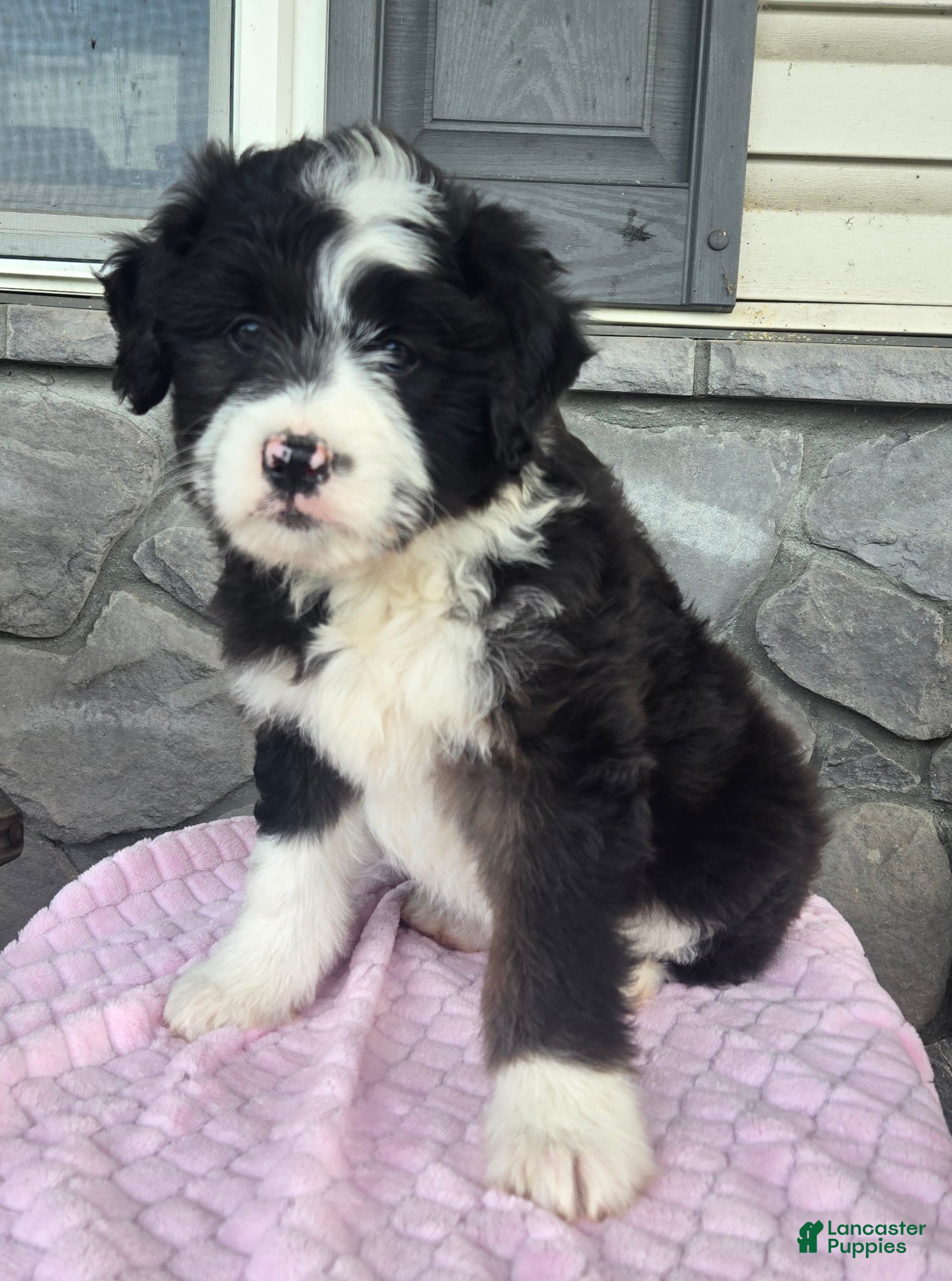 Mini Aussiedoodle dogs Chloe  - Ad 2