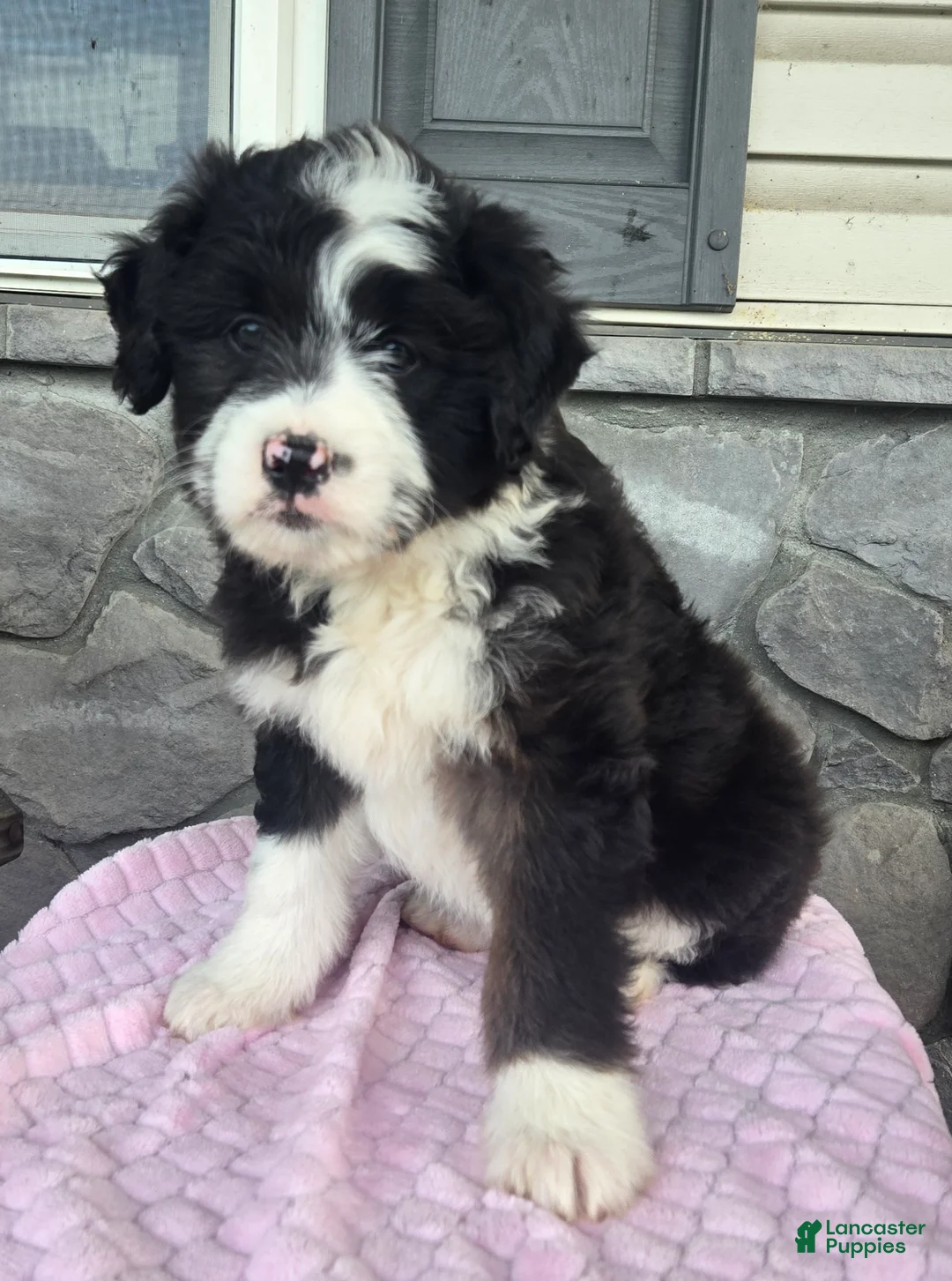 Mini Aussiedoodle dogs for sale: Chloe  - Ad 2