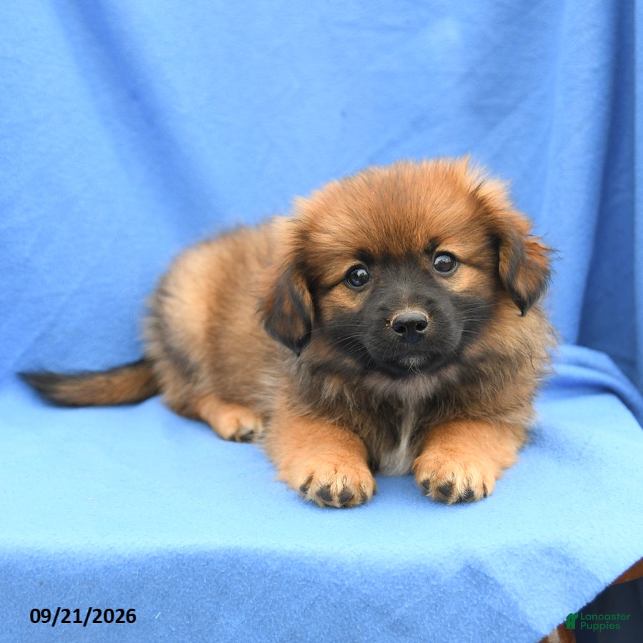 Mixed Breed dogs Gloria - Ad 2