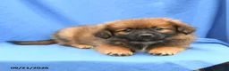 Mixed Breed dogs for sale: Gloria - Ad 2