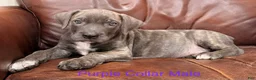 Cane Corso dogs for sale: Cane Corso Puppy Purple Collar M - Ad 2