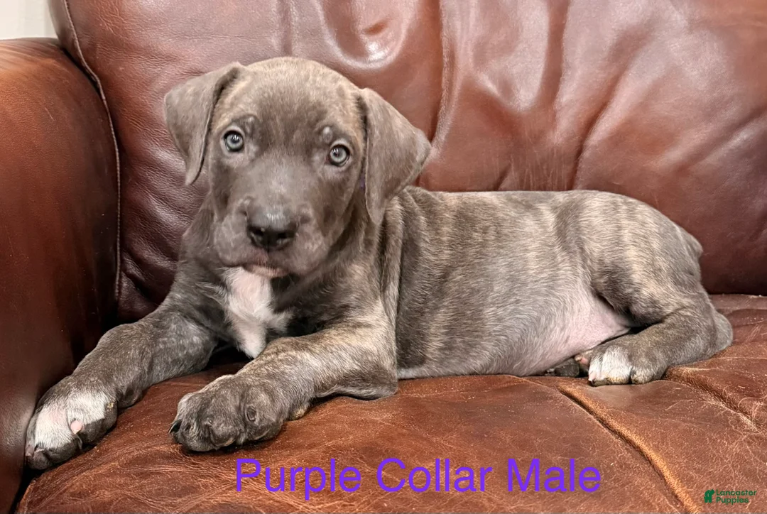 Cane Corso dogs for sale: Cane Corso Puppy Purple Collar M - Ad 2