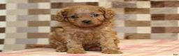 Cavapoo dogs for sale: Dora - Ad 7