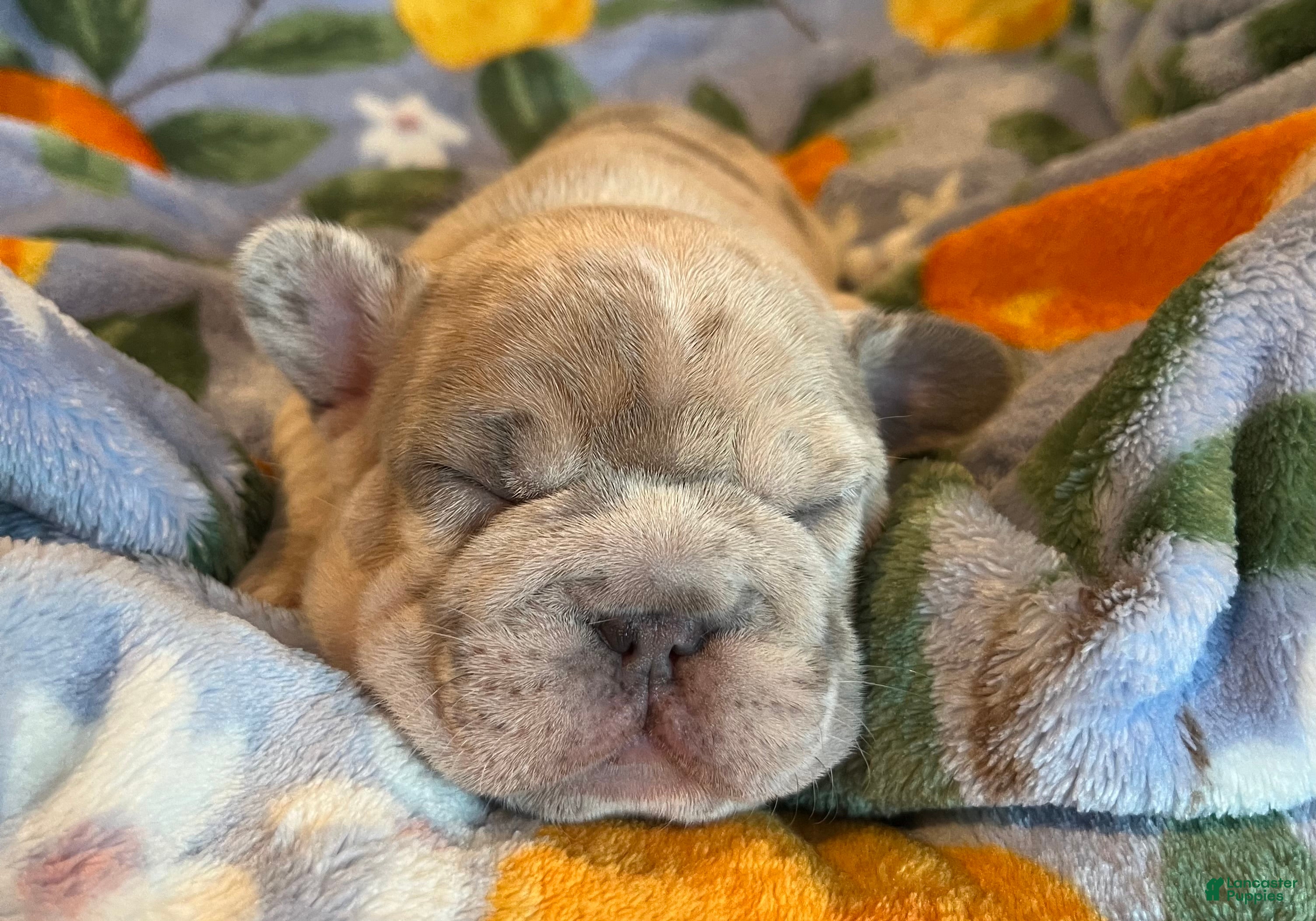French Bulldog dogs French Bulldog Puppy 5 - Ad 21