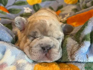 French Bulldog dogs French Bulldog Puppy 5 - Ad 7