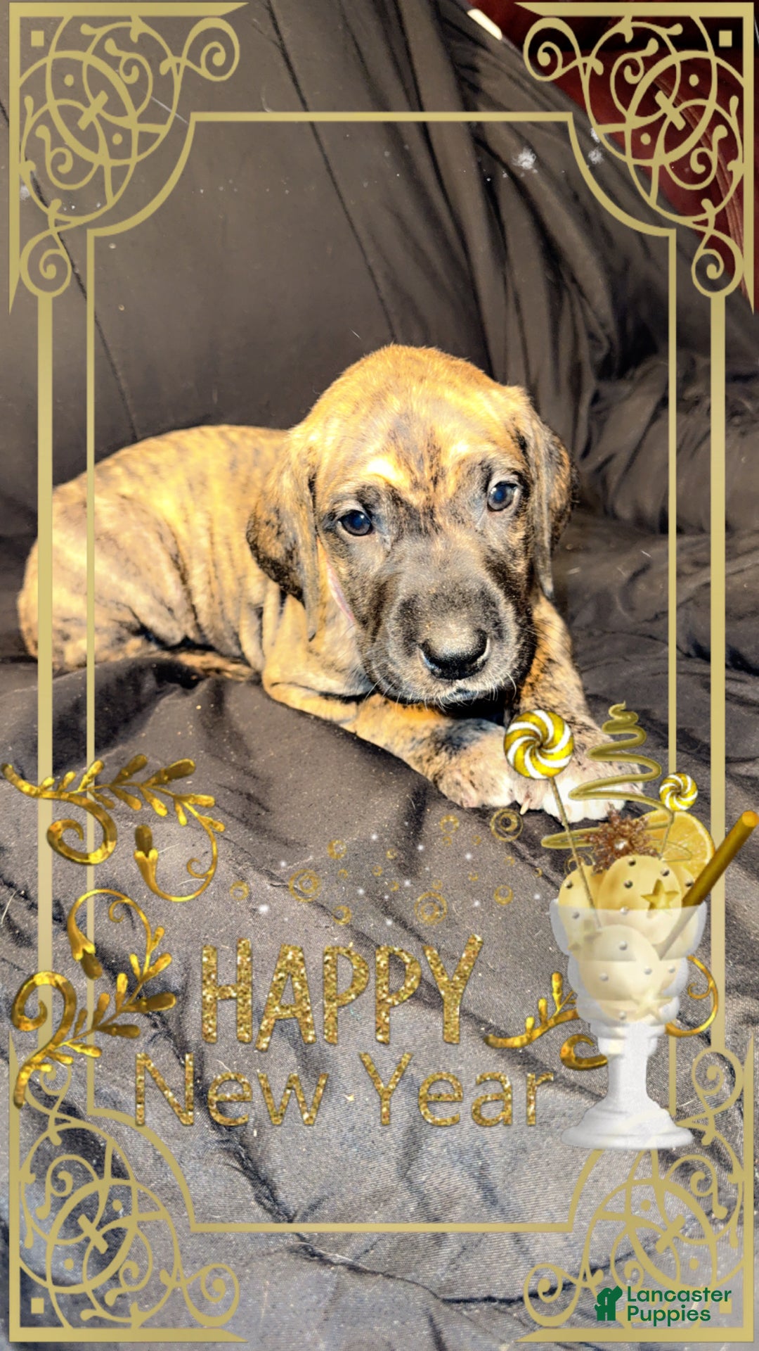 Great Dane dogs for sale: Erica - Ad 3