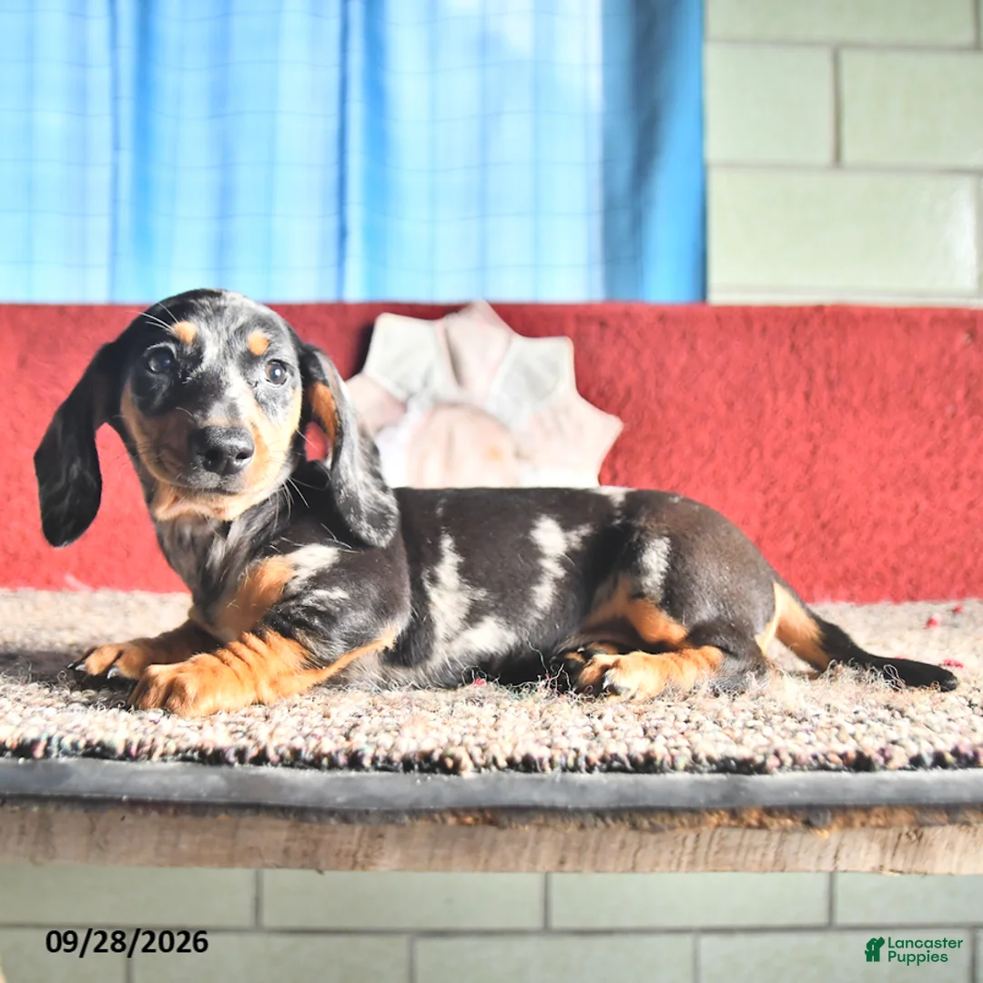 Miniature Dachshund dogs for sale: Teddy - Ad 3