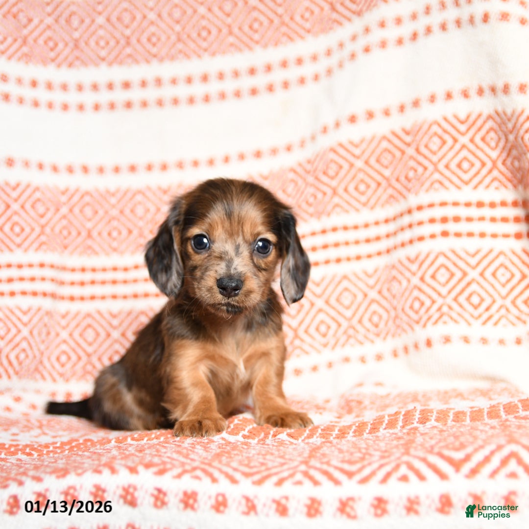 Miniature Dachshund dogs for sale: Kermit - Ad 2