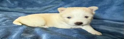 Pomsky dogs for sale: Rosalind - Ad 3