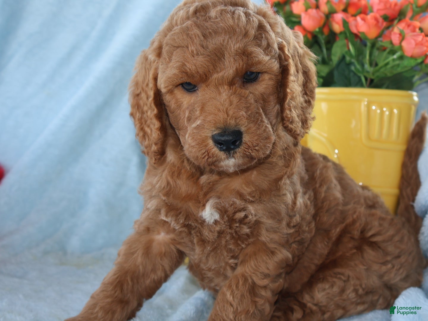 Mini Goldendoodle dogs Little Jack - Ad 1