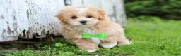 Maltipoo dogs for sale: Joel - Ad 8