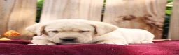 Labrador Retriever dogs for sale: Ranger  - Ad 4