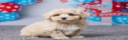 Maltipoo dogs for sale: Cody - Ad 3