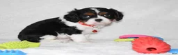 Cavalier King Charles Spaniel dogs for sale: Quentin - Ad 3