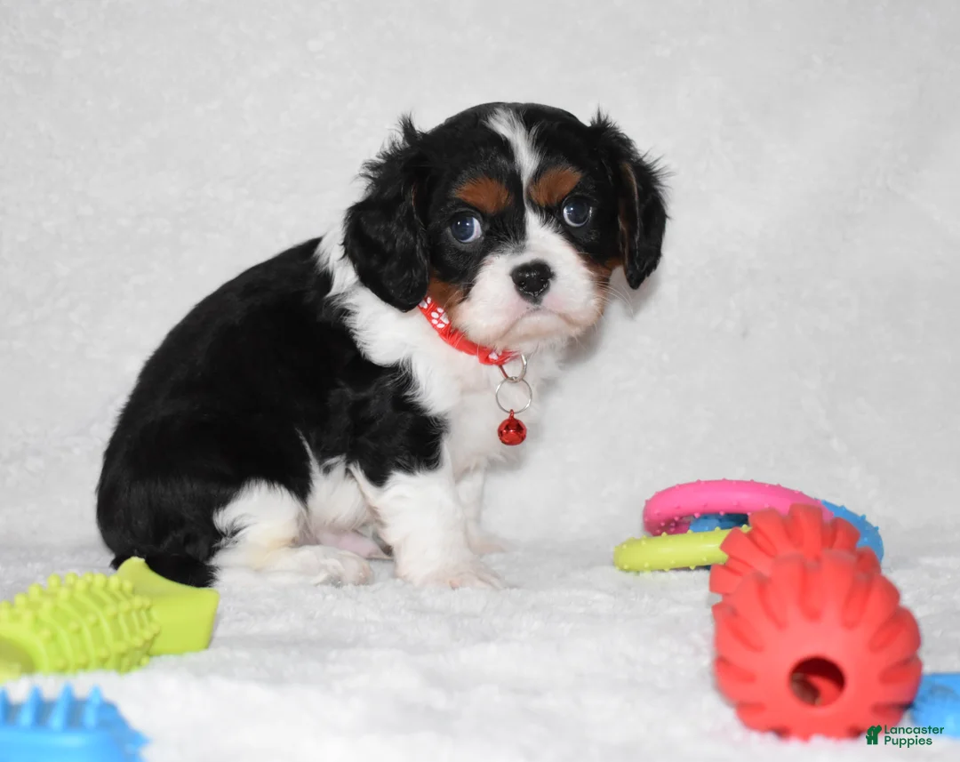 Cavalier King Charles Spaniel dogs for sale: Quentin - Ad 3