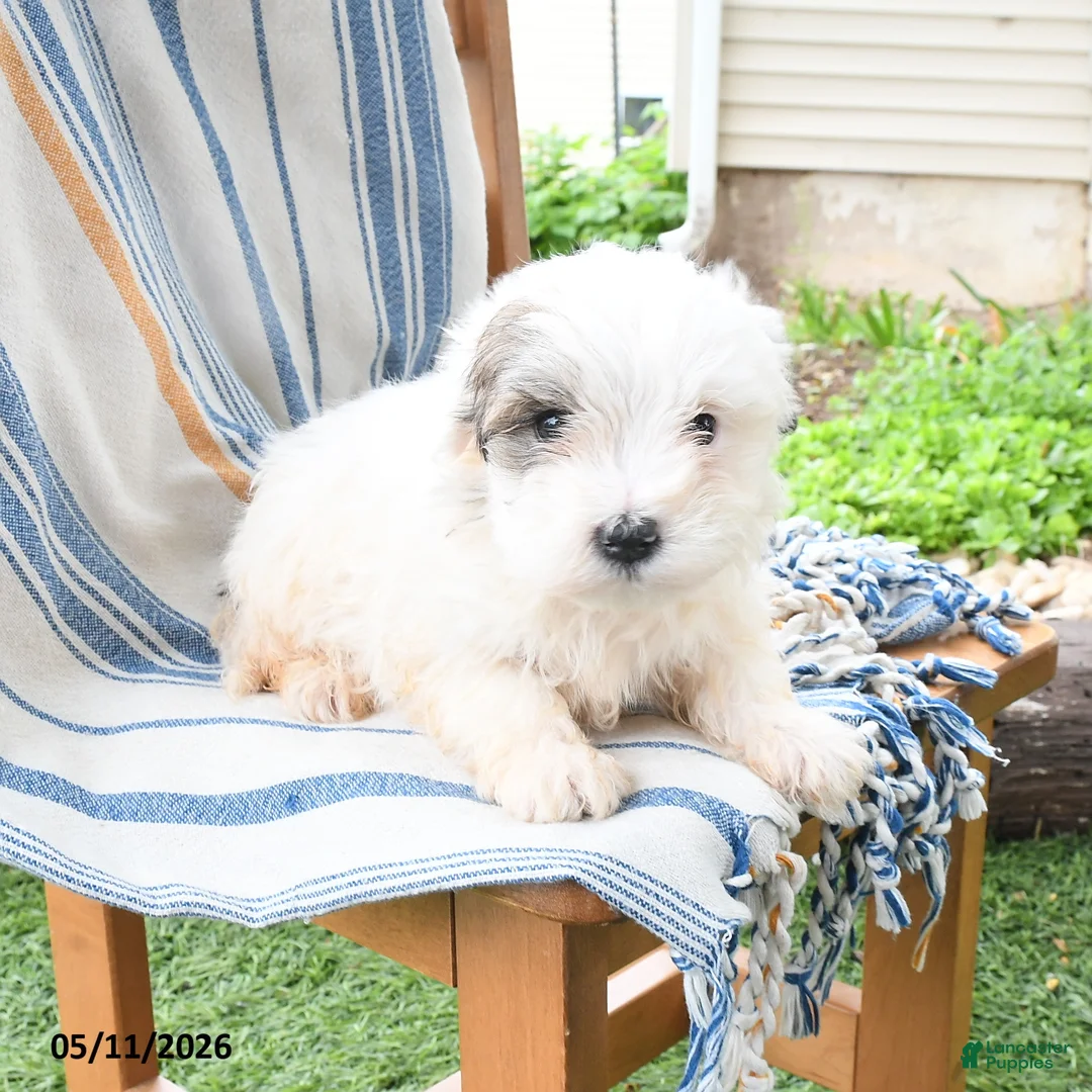 Maltipoo dogs for sale: Slushie - Ad 1