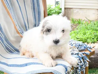 Maltipoo dogs for sale: Slushie - Ad 4