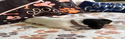 Basset Hound dogs for sale: Basset Hound 8 - Ad 2