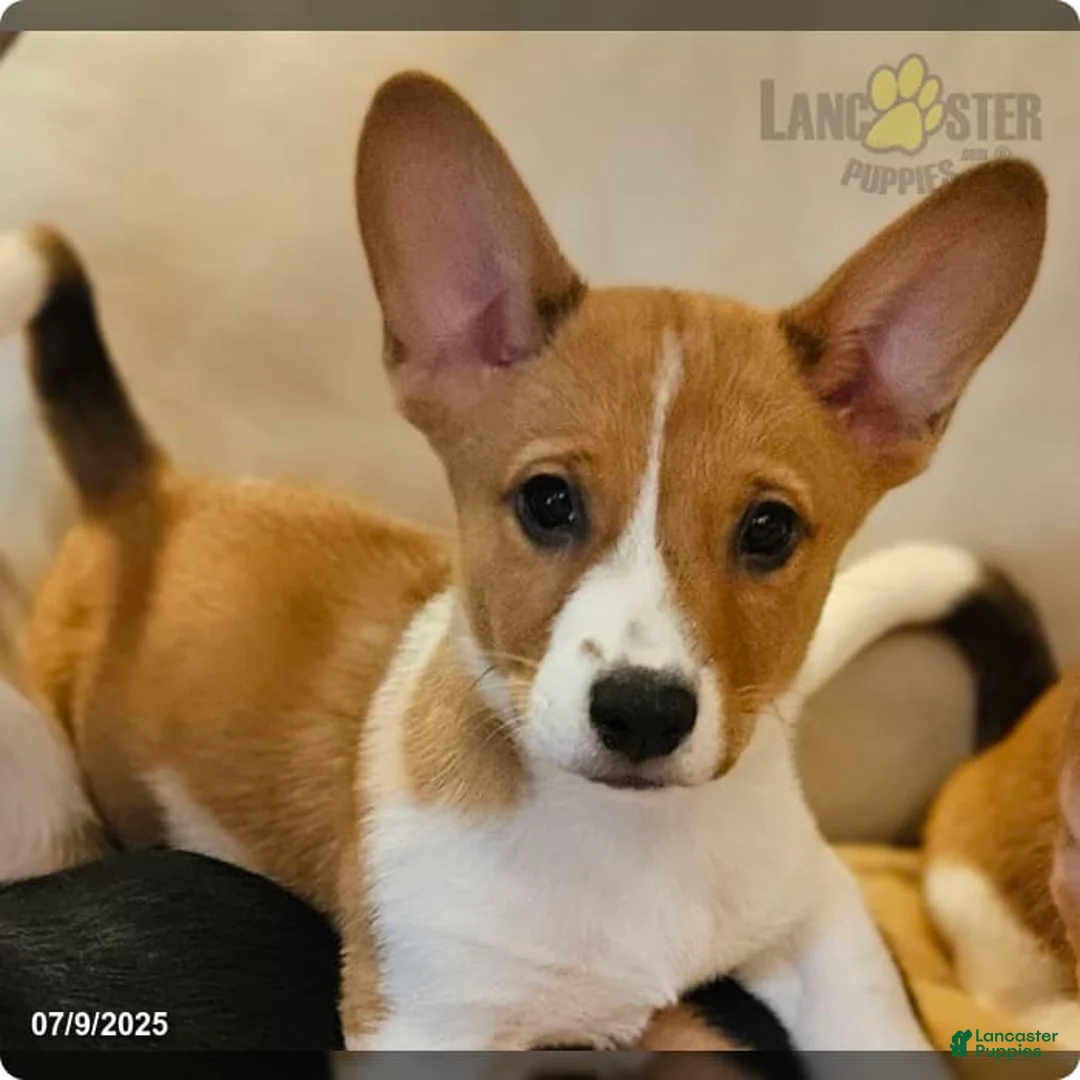 Afghan Hound dogs for sale: Afghan Hound Puppy 1 - Ad 1