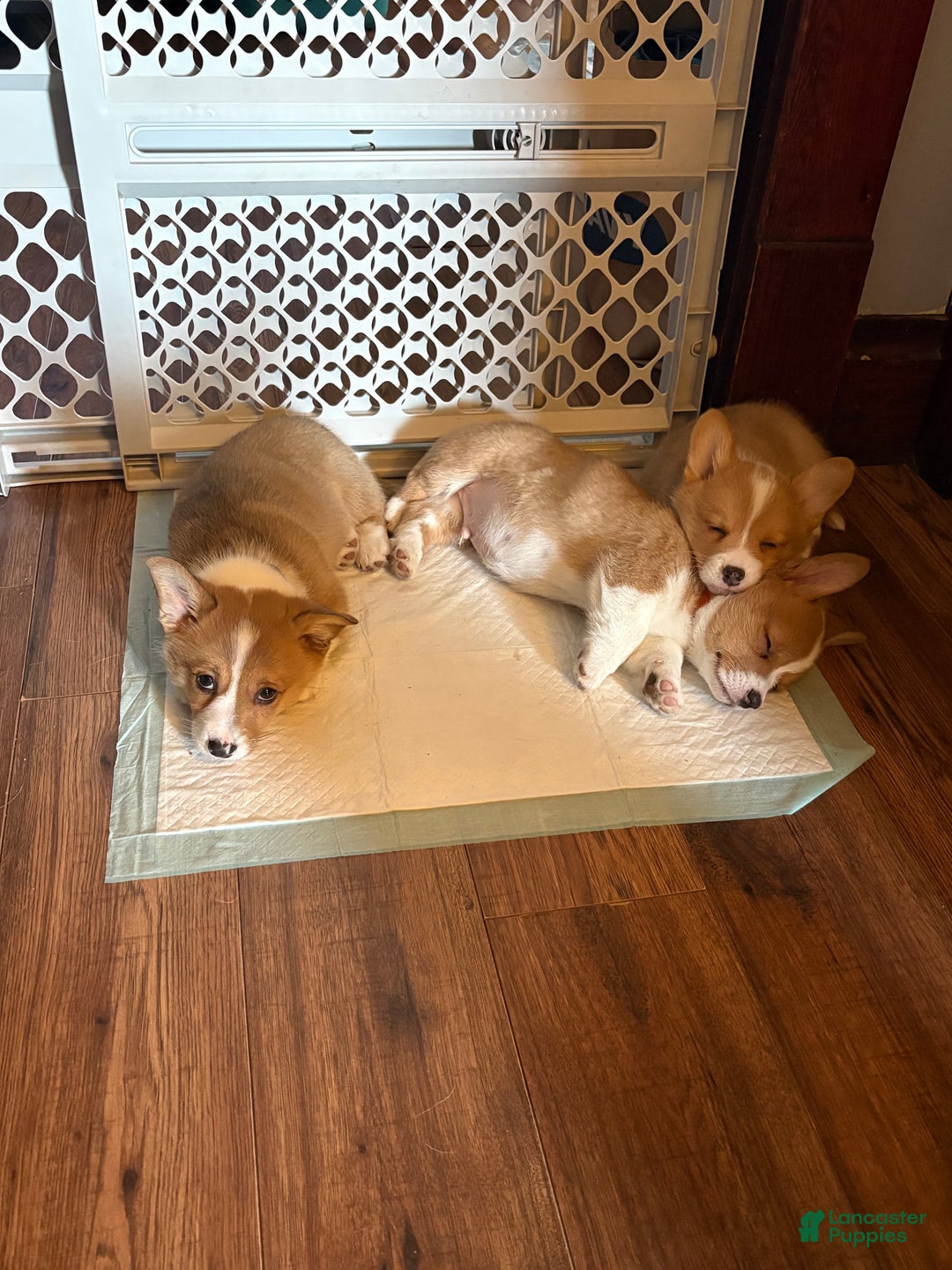 Welsh Corgi Pembroke dogs for sale: Welsh Corgi Pembroke Puppy 2 - Ad 3