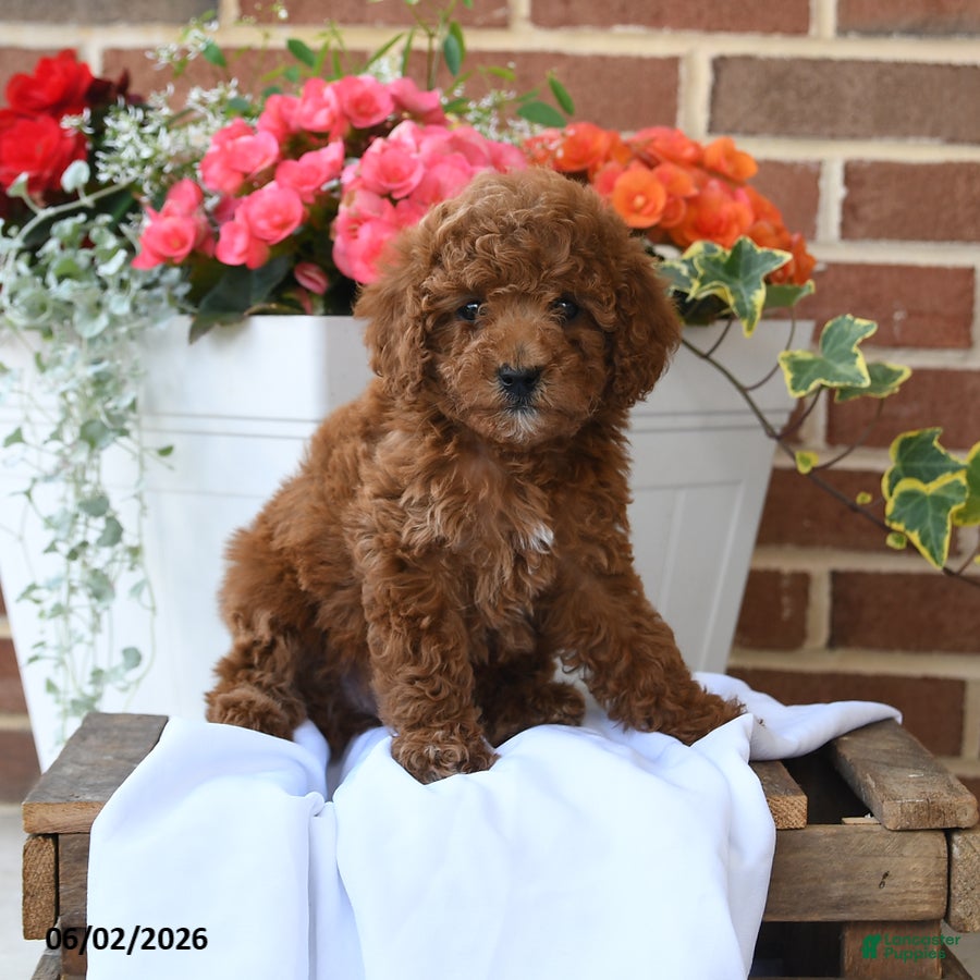 Miniature Poodle dogs for sale: Cupcake - Ad 3