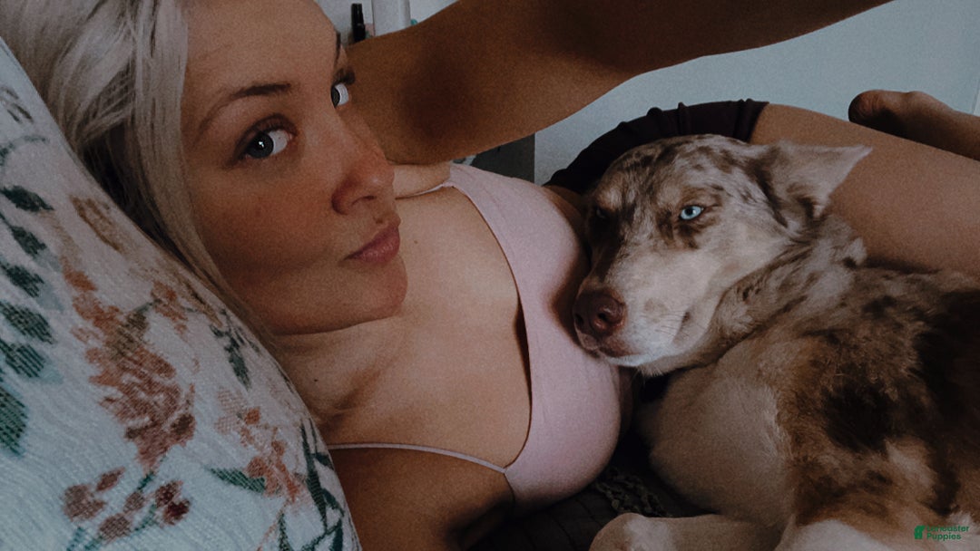 Siberian Husky dogs for stud: Moose Ausky  - Ad 8