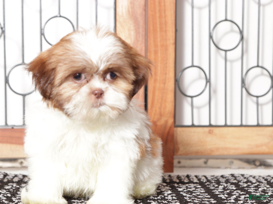 Shih Tzu dogs for sale: Hearts - Ad 4