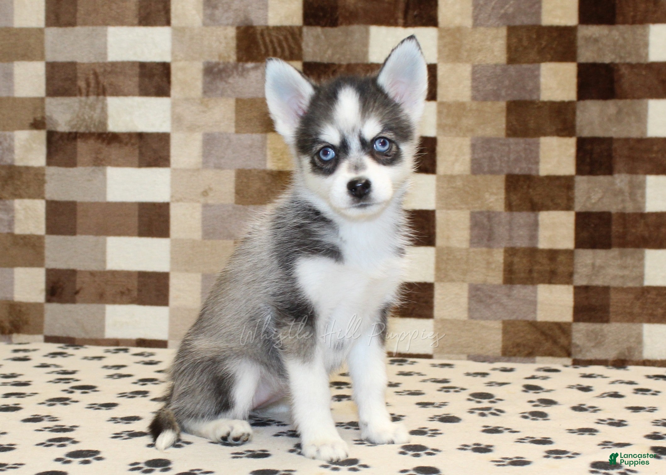 Pomsky dogs Jewel - Ad 1