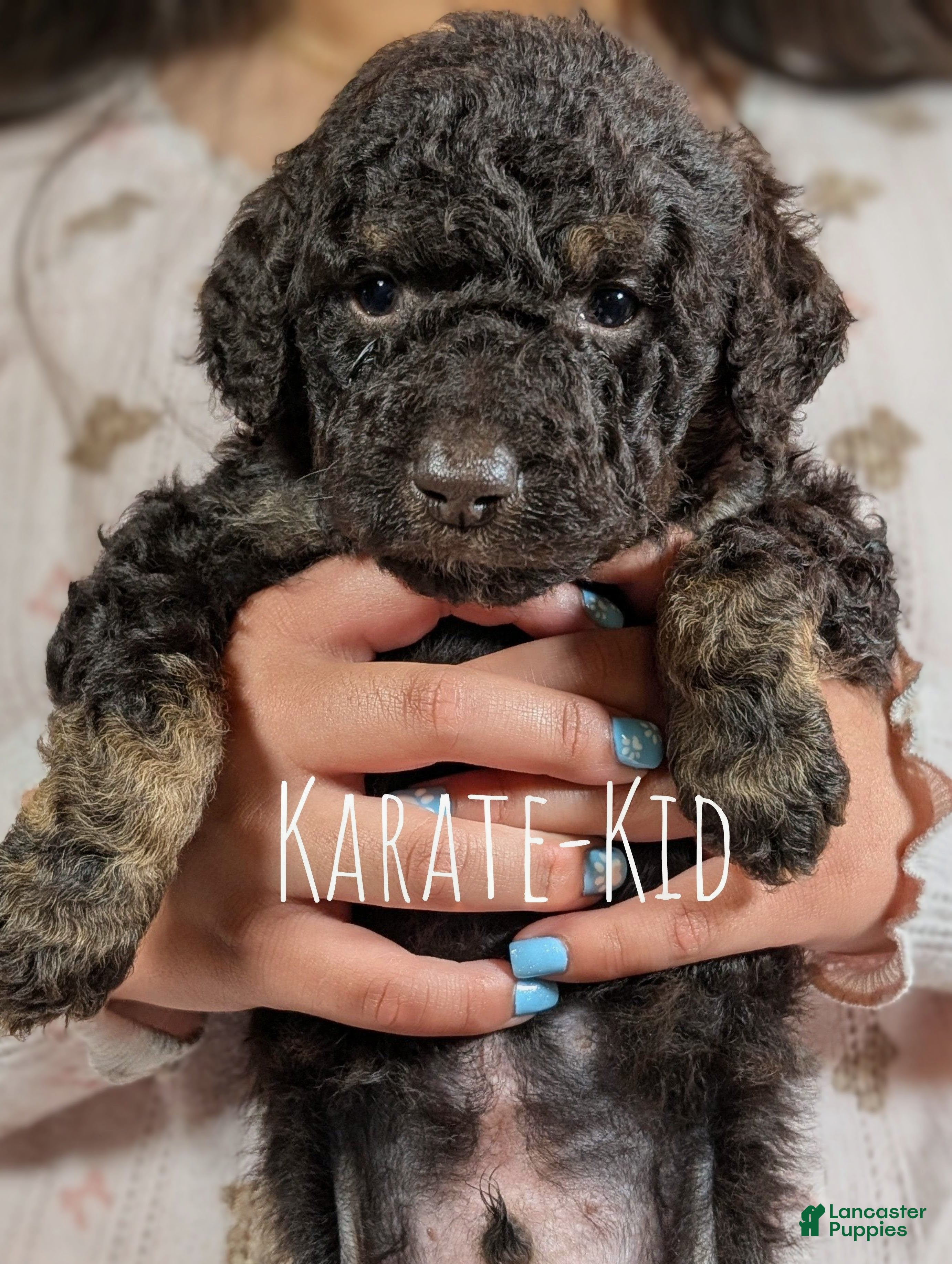 Mixed Breed dogs KARATE KID - Ad 1