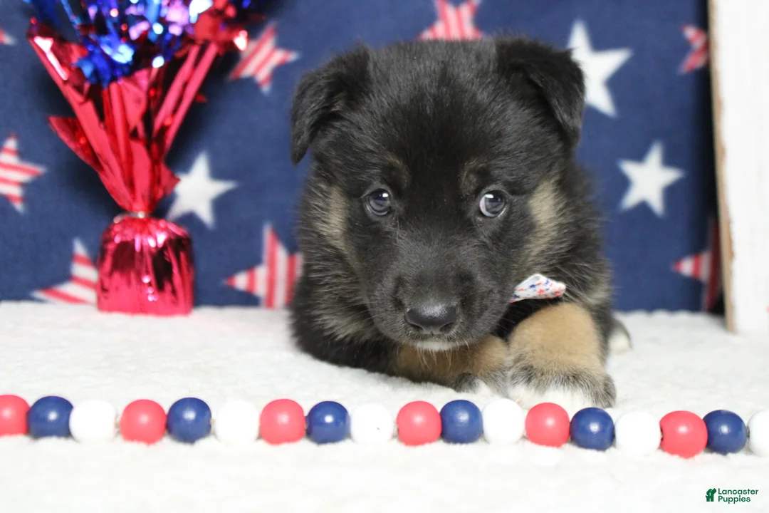 Mixed Breed dogs for sale: Pine  - Ad 9