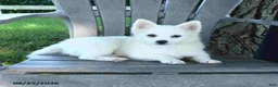 Pomsky dogs for sale: Alex - Ad 5
