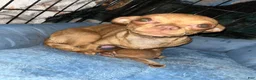 Chihuahua dogs for sale: Chihuahua Puppy 1 - Ad 4