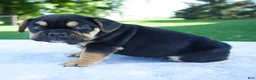 Beabull dogs for sale: Hank - Ad 3